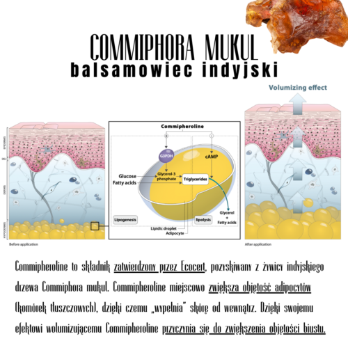 commiphora mukul extract wypełnienie biustu badania